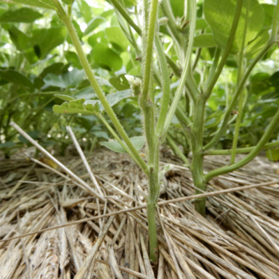 Soybeans in rye