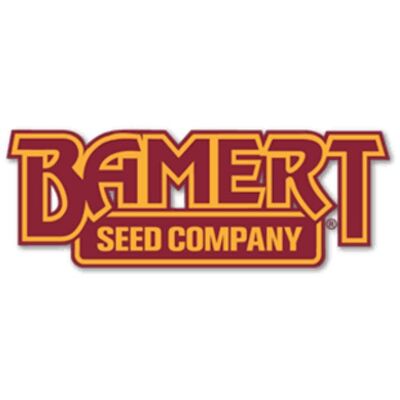 Bronze- Bamert