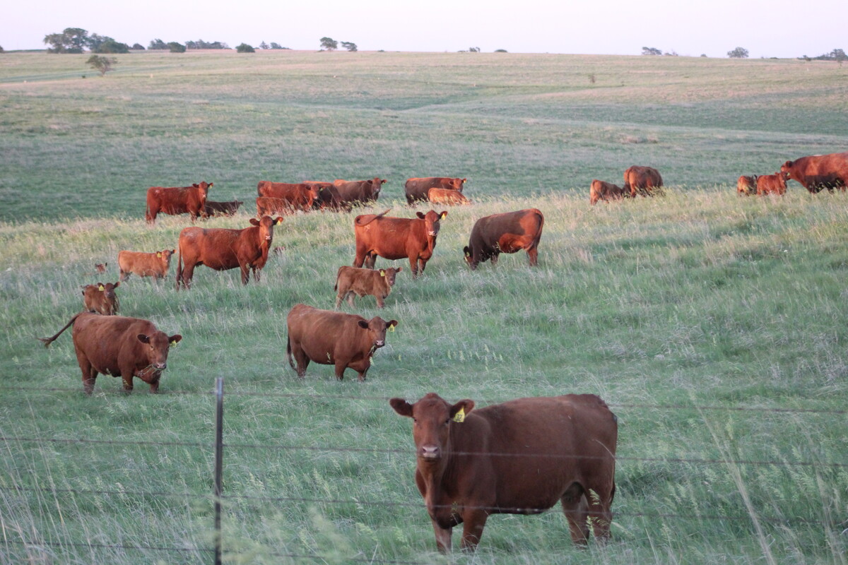 rangeland cattle
